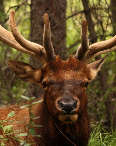 Adult moose in the forest
